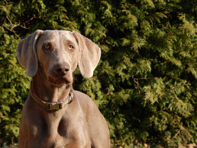 Weimaranerhündin:Bora vom Schindwald (2014)