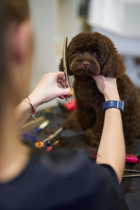 Hundefriseur Papenburg, Leer, Rhede, Bunde