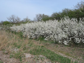 Blühende Hecke im Frühjahr - gepflanzt wird jetzt im Herbst. Foto: NABU/Schöne