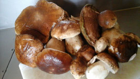 Cueillette de Champignons des bois