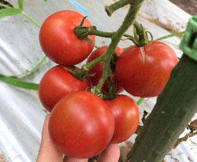 もぎたて新鮮オーガニック野菜の収穫体験。オプションで産地直食の昼食づくりを開催しております。