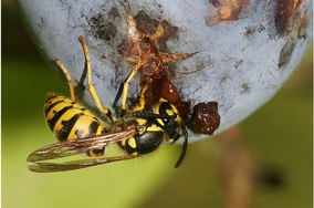 Wespe frisst an reifer Zwetschge - Foto Helge May