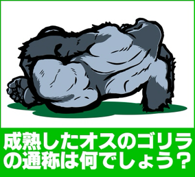 成熟したオスゴリラの通称は?