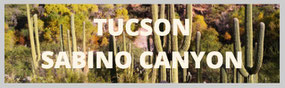 Arizona, Tucson, Sabino Canyon, Saguaro