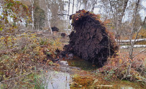 Sturmschaden im Fußbergmoos © S. Weigl