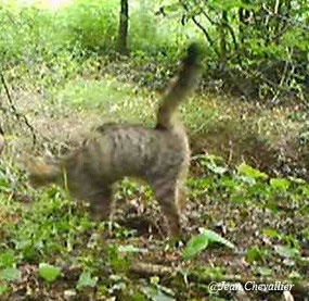 Chat sauvage felis sylvestris photo Jean Chevallier