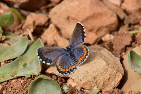 P. fatma, mâle, Réserve de Papillons d'Inifife, Moyen Atlas central, 2017, ©Frédérique Courtin-Tarrier  