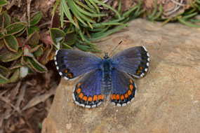 P. fatma, mâle, Réserve de Papillons d'Inifife, Moyen Atlas central, 2017, ©Frédérique Courtin-Tarrier  