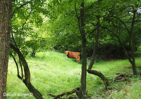 heide