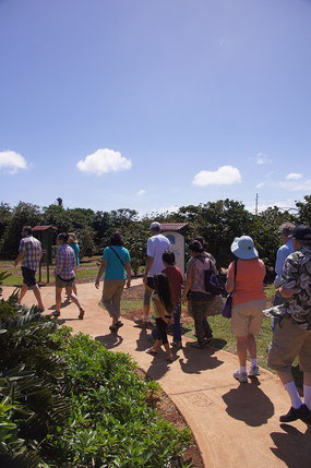 Kauai Coffee Company Guided walking tours are available at 10am, 1pm and 3pm every day. It's good to know about cofffee!