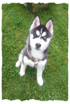 Huskie à l'école pour chiots à Dax