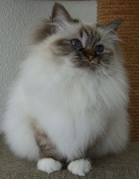 Birma, seal tabby point, Halter? - bitte melden!