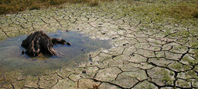 A drought has dried up Lake Jordan in Farrington, North Carolina, a source of drinking water for the nearby population. (photo: out of ideas/flickr)