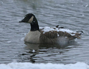 Schnee bleibt auf der Gans liegen.