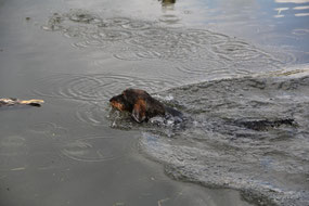 Amanda bei der Wasserarbeit