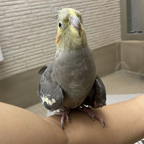 ケージ外では手や腕に乗ってくれます