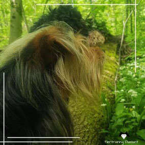 Zwei Hunde im Profil als Bildmotiv für strukturiertes Gruppentraining und vielseitige Hundekurse in Kleingruppen