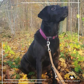 Aufmerksam sitzender Labrador im Blickkontakt mit Hundebesitzenden als Momentaufnahme für personalisierte Gruppenstunden im Trainingsmixer mit befreundeten Hund‑Mensch‑Teams