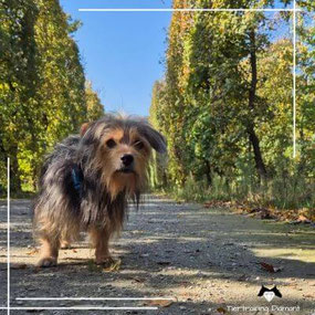 Wachsamer Dackel–Yorkshire Terrier Mix der Hundetrainerin, der im Stehen leicht an der Kamera vorbeischaut, als Begleitbild für persönliche Kontaktaufnahme bei Fragen, Buchungen oder Anliegen zur Hundeausbildung bei Tiertraining Diamant