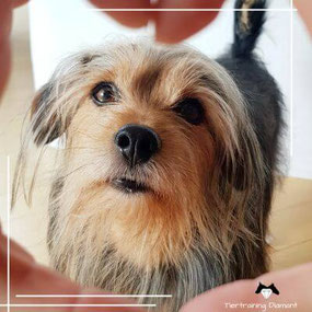 gutschein hundetraining, hundeschule trainingsgutschein, gutschein hund, hund salzburg, tiertraining diamant, geschenkgutschein hundetraining, gutschein ernährung hund, geschenkgutschein salzburg, gutschein hundetraining österreich, hundetraining