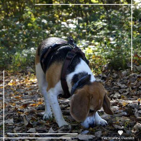 Fokussiert arbeitender Beagle bei der Nasenarbeit als authentische Szene für praxisorientierte Workshops, Seminare, Webinare und themenspezifische Hundeevents