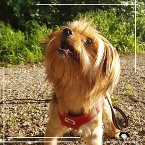 Kleinhund mit entspannter, zugewandter Körpersprache als visuelles Key‑Symbol für individuelles Einzeltraining im facettenreichen Alltagstraining und in der Verhaltensberatung