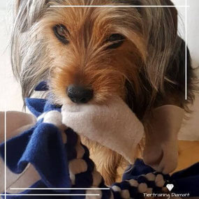 Vorschaubild mit einem Hundekopf von vorne, der einen blau‑grauen Zergel im Maul hält, als Hinweis auf die handgefertigten Hundespielzeuge der Zergelmanufaktur von Tiertraining Diamant