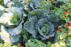 nasturtiums and cabbage companion planting