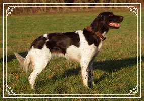 Jagdhunde KlM