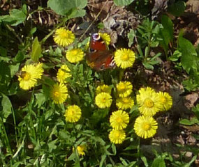 Tussilago farfara, Huflattich