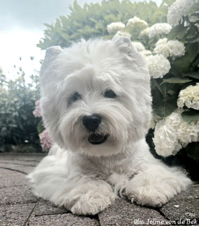 Westies von de Bek