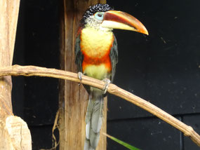 Bild: Parc des Oiseaux