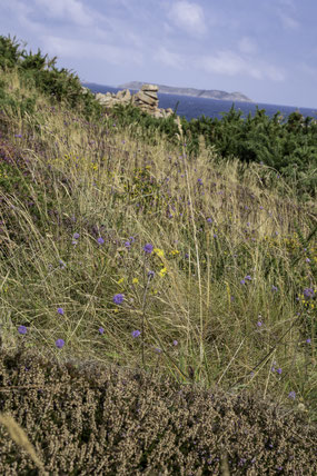 Bild: Sentier des Douniers in Ploumanac´h 