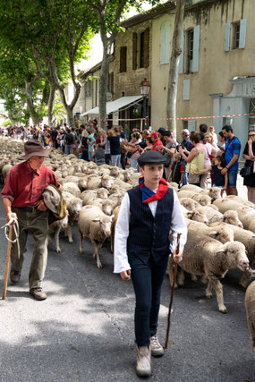 Bild: St.-Rémy-de-Provence, Féte de la Transhumance 