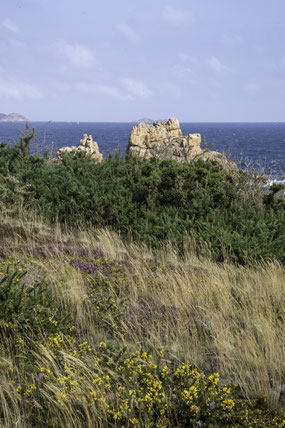 Bild: Sentier des Douniers in Ploumanac´h 