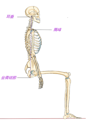坐骨結節と重力の説明について　姿勢改善・歩き方改善ラボ【㈱n-position】骨盤コントロール補助器「ニュートラル」開発会社