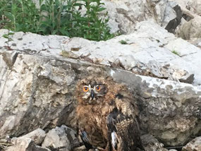 Initiative pro Natura 2000, IpN2000, IPN 2000, Spenden, Uhu, Bubo Bubo