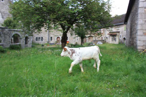 Gnadenhof, Kälber, Baby, Schlachtung