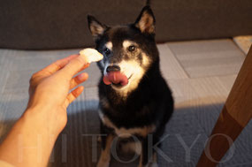 キラキラとした瞳でマゴチを食す柴犬