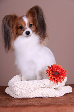 CH.INT CH GRACE JP TINKER BELL
