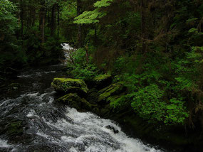 Tongass National Forest c) Mark Brennan