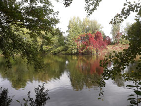 Ziegelei-Teich Lotzdorf: ein Teil des renaturierten, heute noch ca. 7.000 qm großen Teiches. Foto: Schönfuß