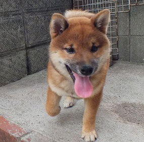 柴犬子犬の画像
