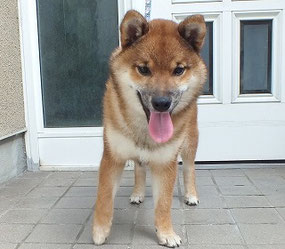 柴犬子犬の画像