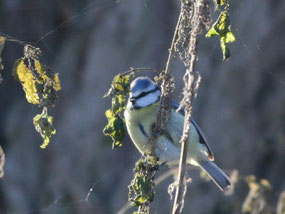Blaumeise. Foto: NABU/Frank Krause