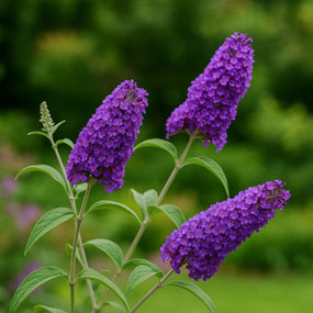 Bild mit KI erstellt