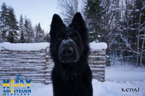 Kenai - Wachhund