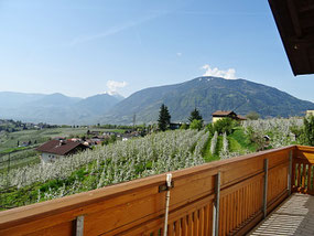 Blick vom Balkon der Wohnung 5 auf die blühende Apfelplantage