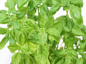 Basil