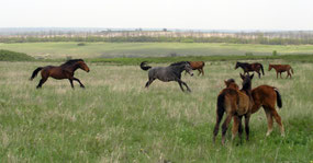 Хомутовская степь